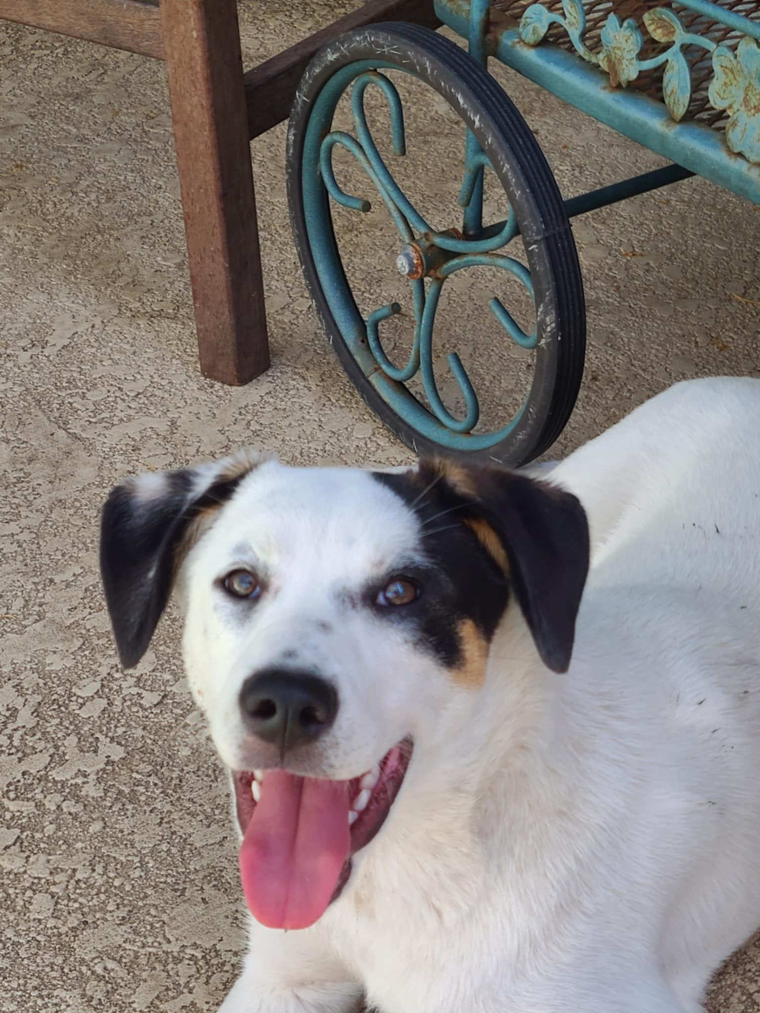 Enlarge Nala, an adopted mixed breed in Palm Bay, FL image 2/5