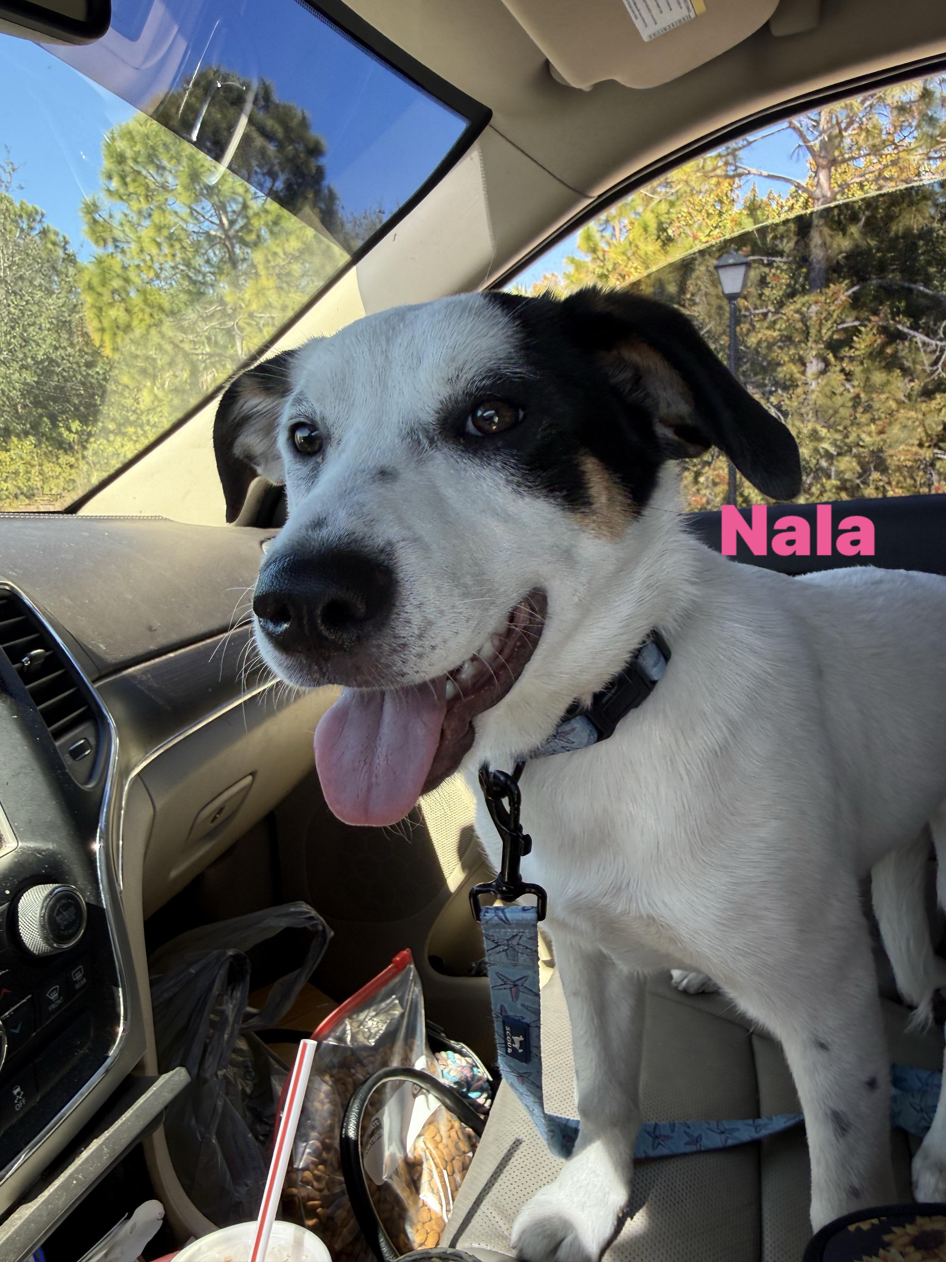 Enlarge Nala, an adopted mixed breed in Palm Bay, FL image 4/5
