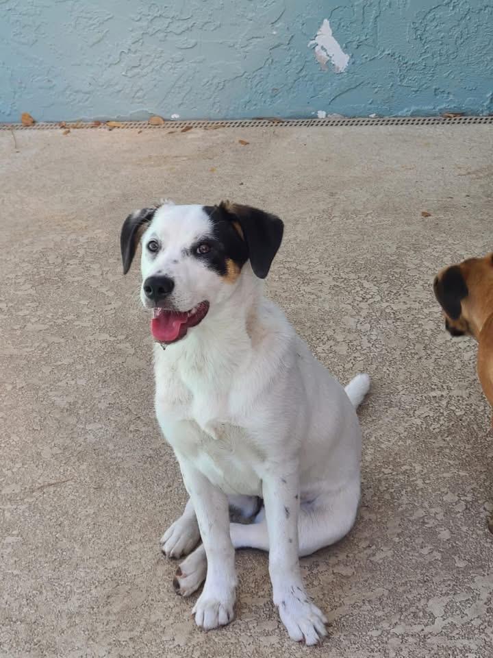 Enlarge Nala, an adopted mixed breed in Palm Bay, FL image 1/5