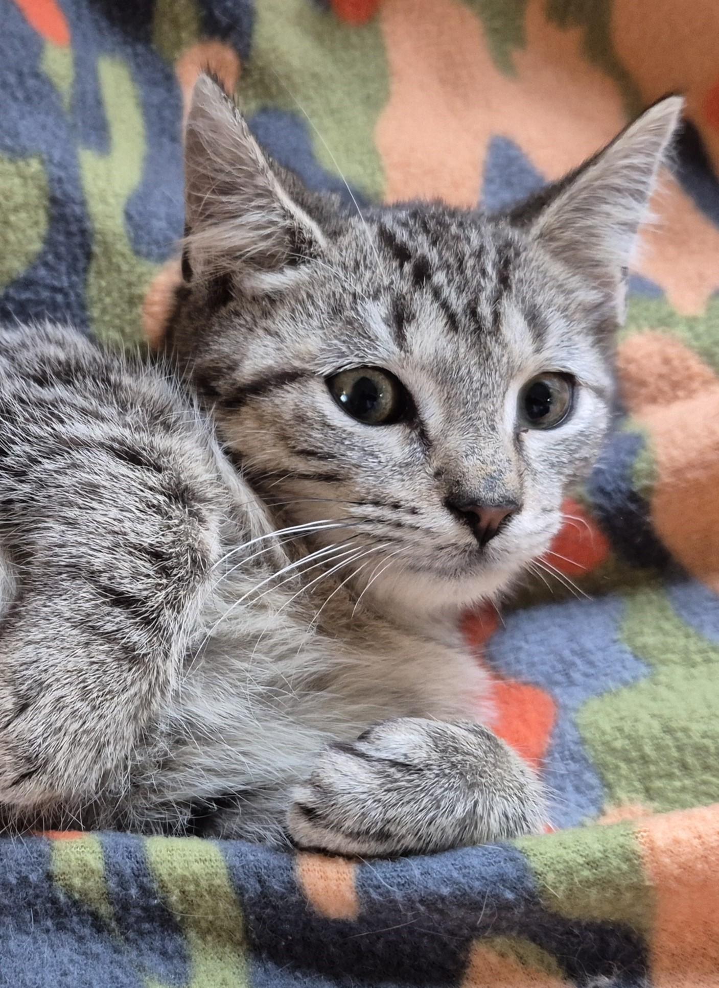 Enlarge TOPEKA, a Adoptable Domestic Short Hair in Highland Park, NJ image 2/4