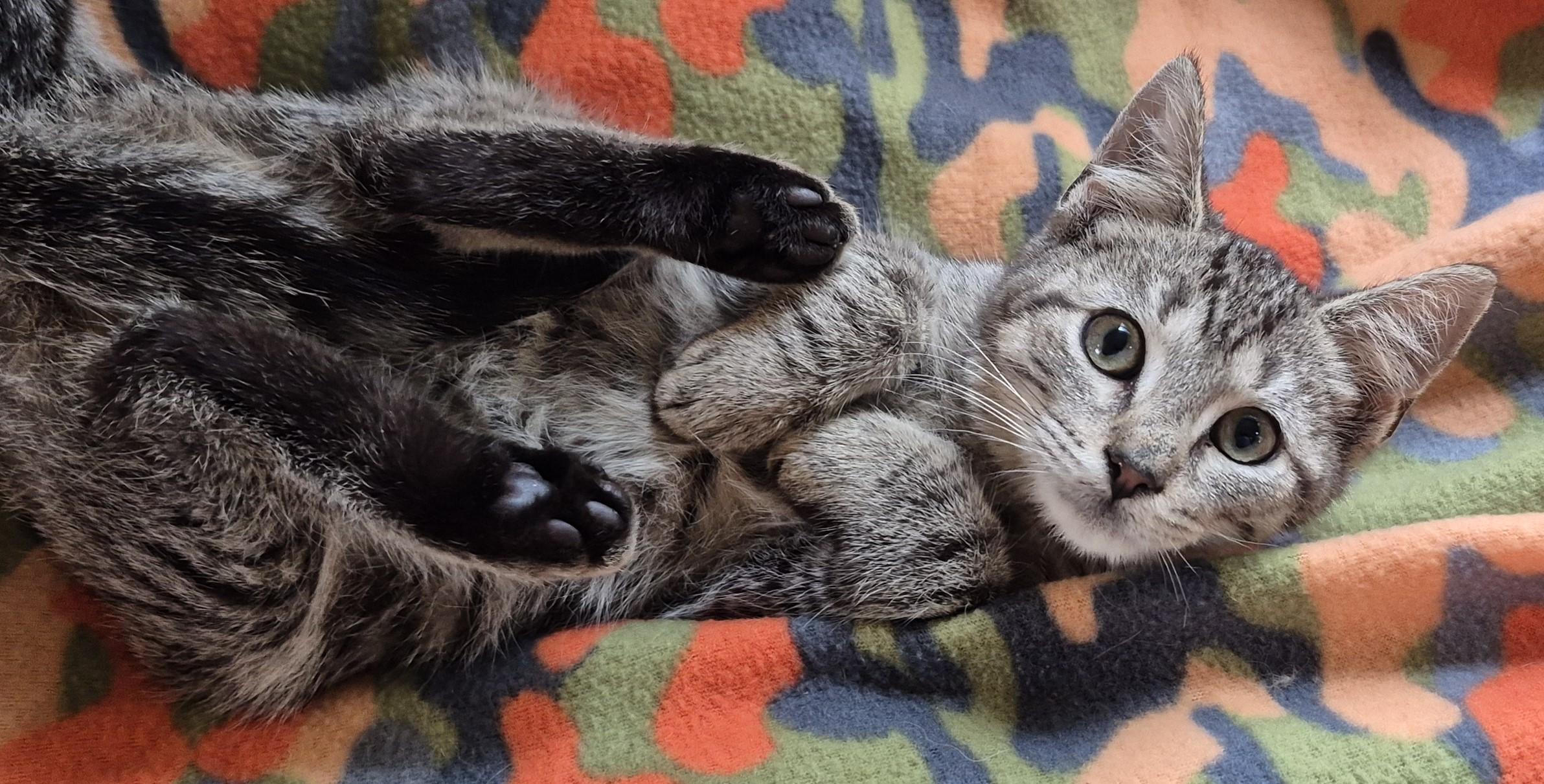 Enlarge TOPEKA, a Adoptable Domestic Short Hair in Highland Park, NJ image 3/4