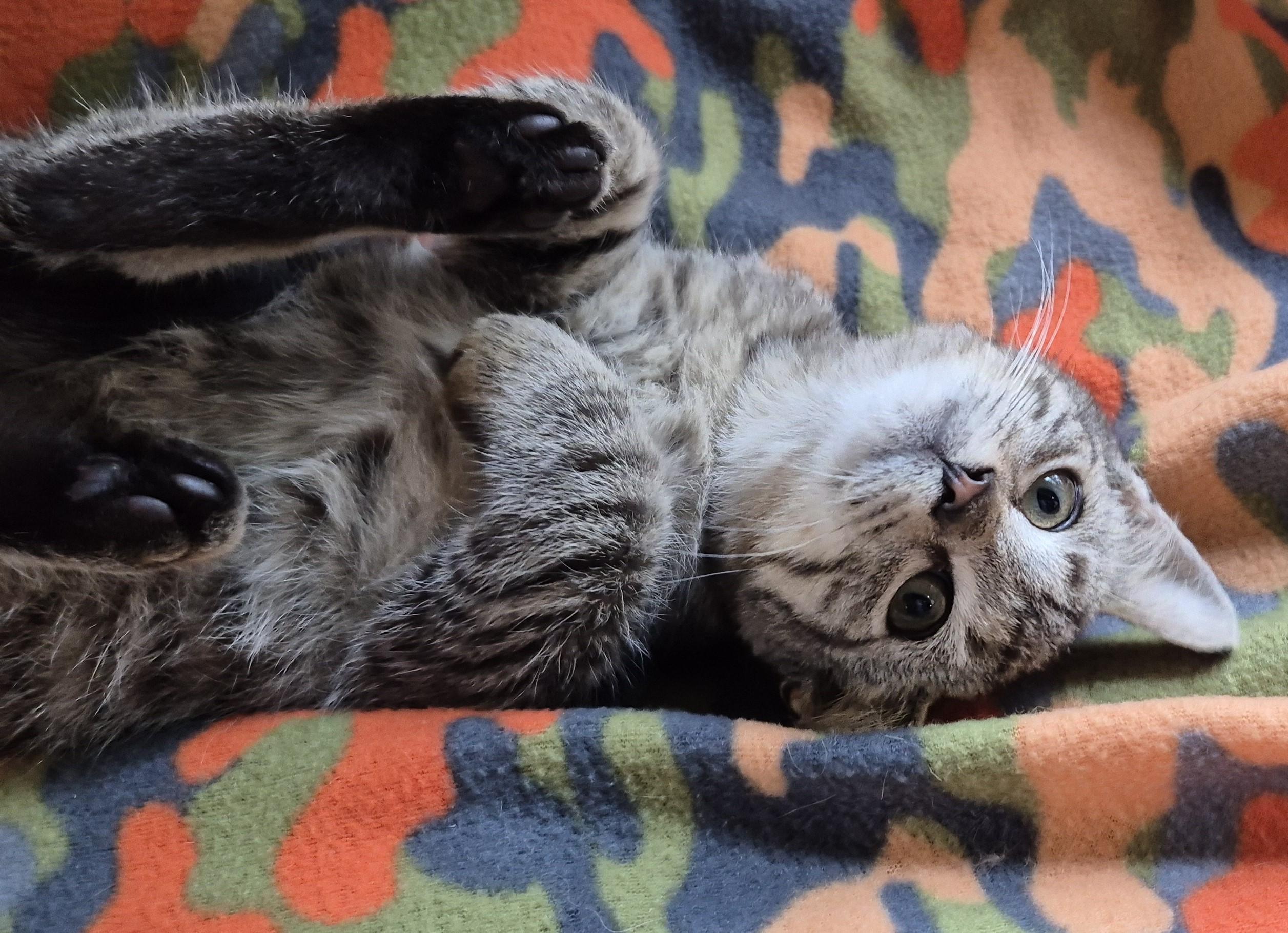 TOPEKA, Adoptable, Kitten Male Domestic Short Hair.