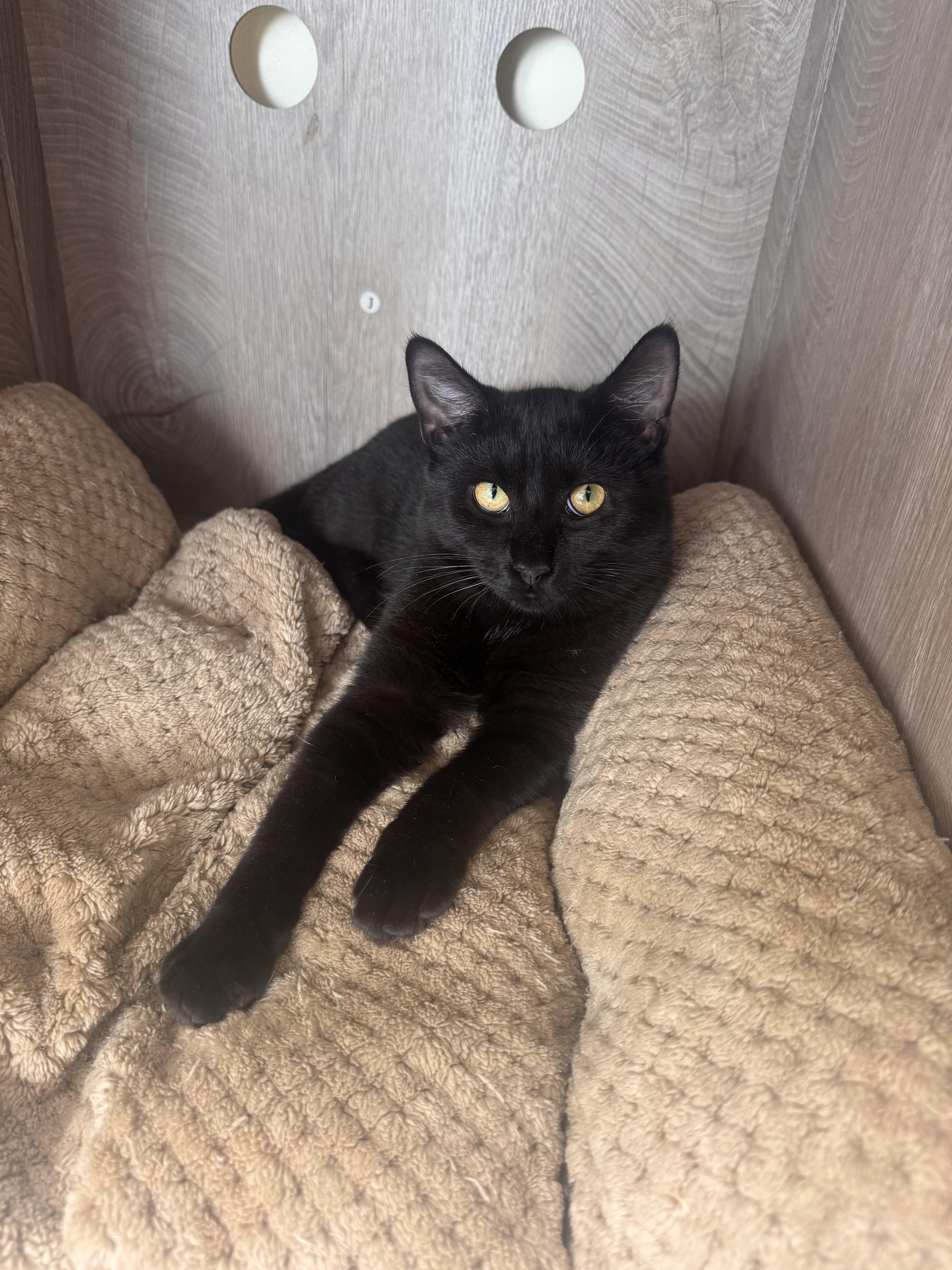 Goldie, a Adoptable Domestic Short Hair in East Northport, NY image 1/4