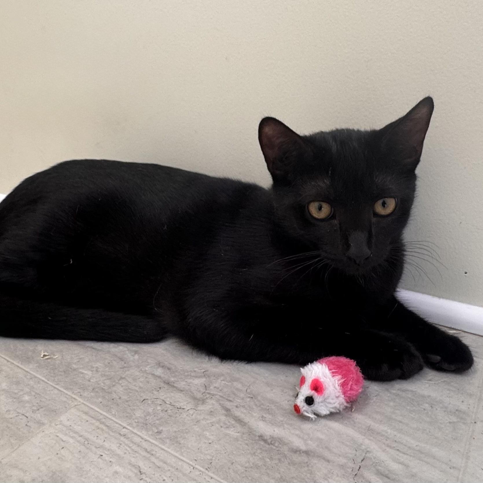 Goldie, a Adoptable Domestic Short Hair in East Northport, NY image 3/4