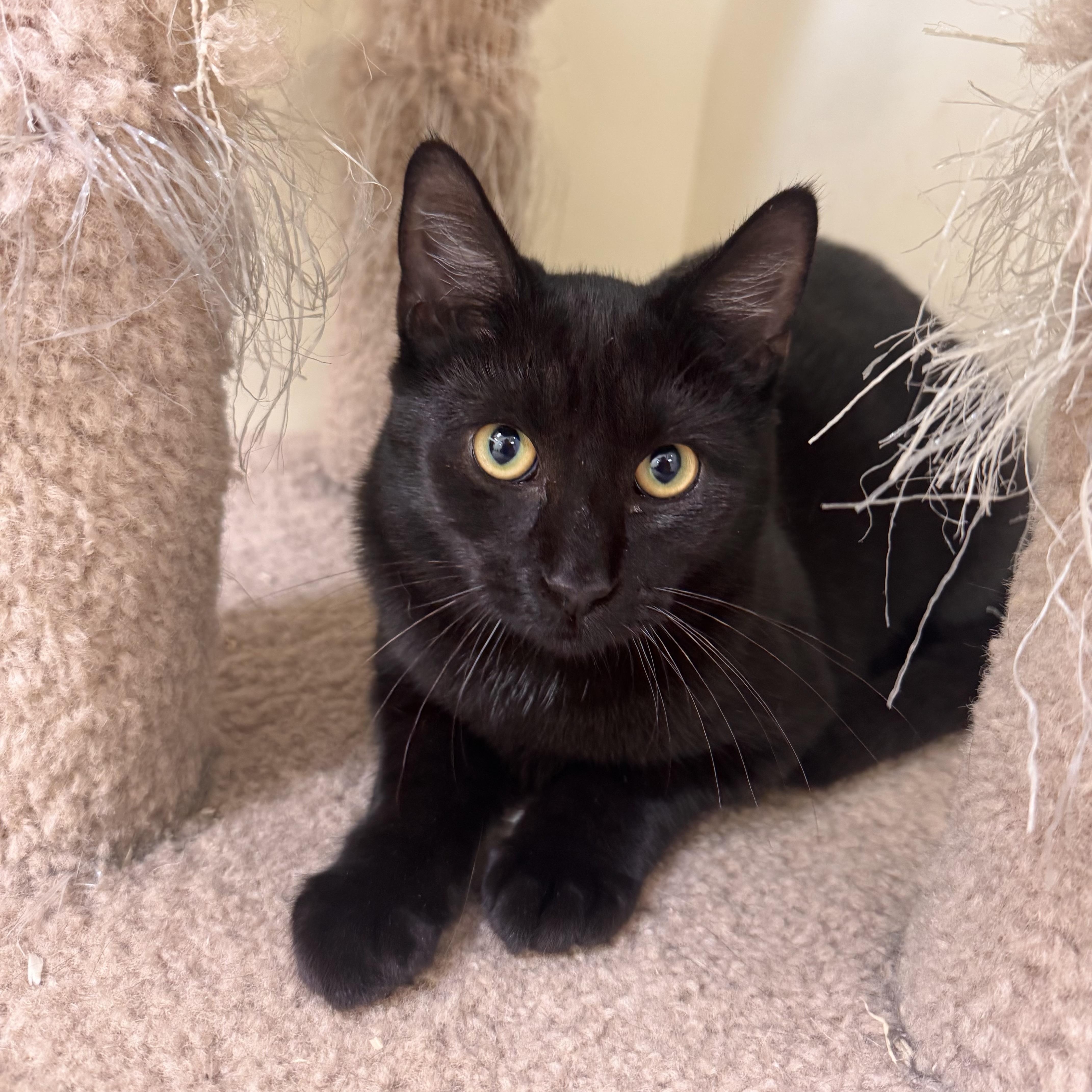 Goldie, Adoptable, Kitten Female Domestic Short Hair.