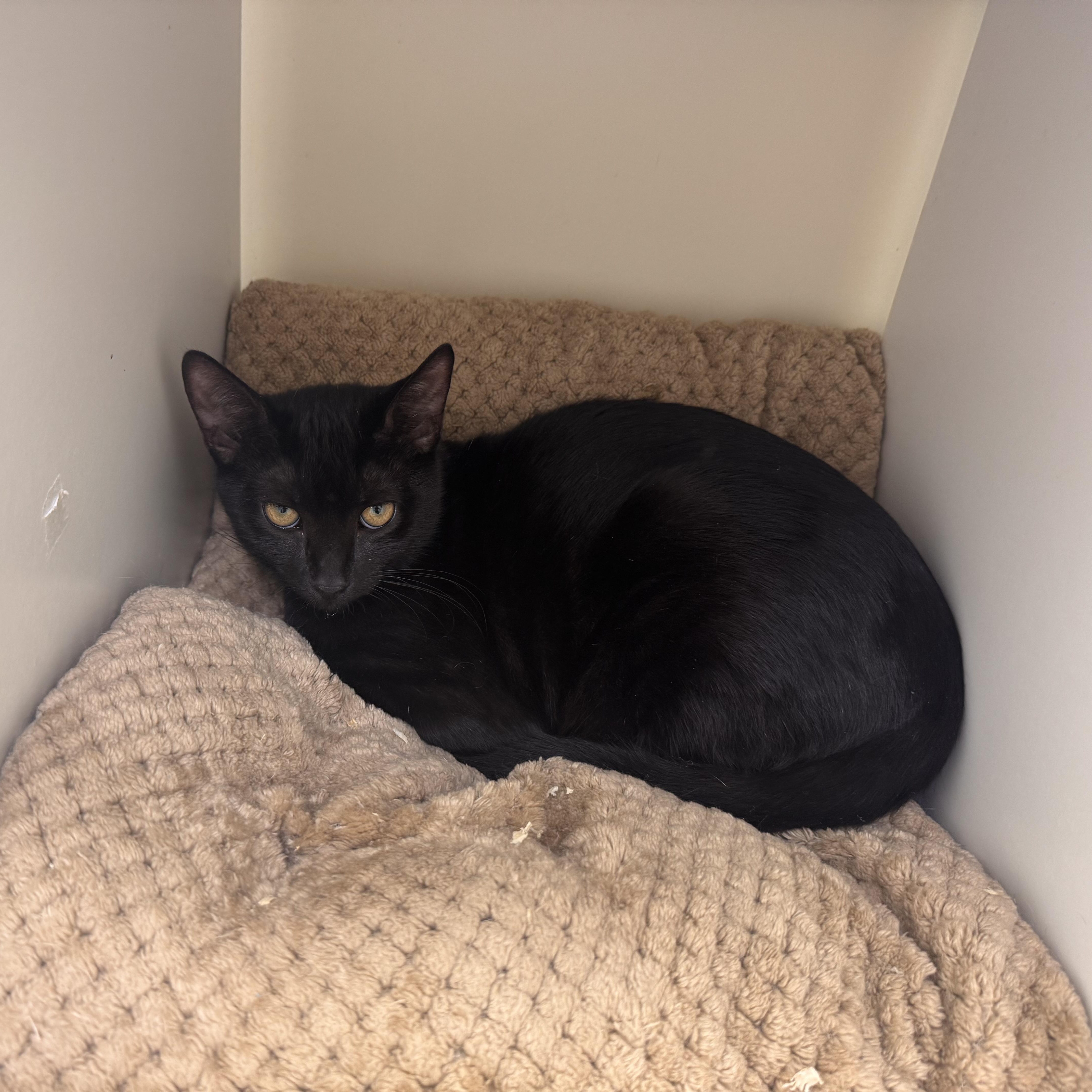 Goldie, a Adoptable Domestic Short Hair in East Northport, NY image 4/4