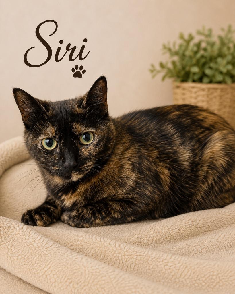 Siri, Adoptable, Adult Female Domestic Short Hair.