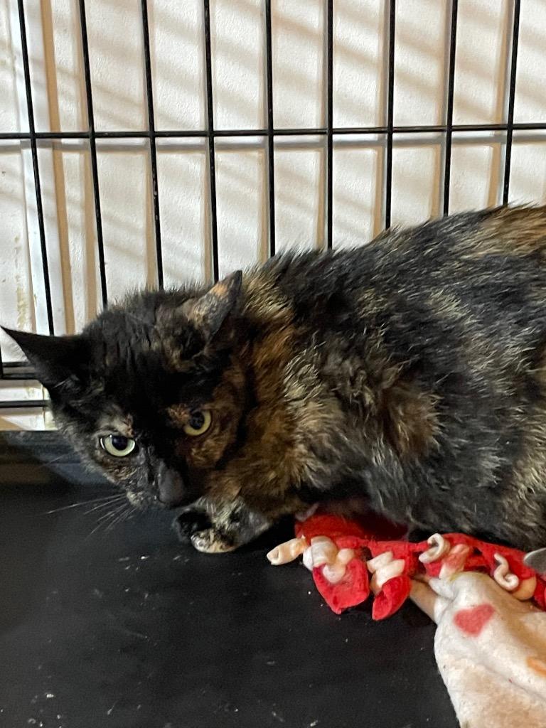 Enlarge Siri, a Adoptable mixed breed in Dalton, GA image 2/2