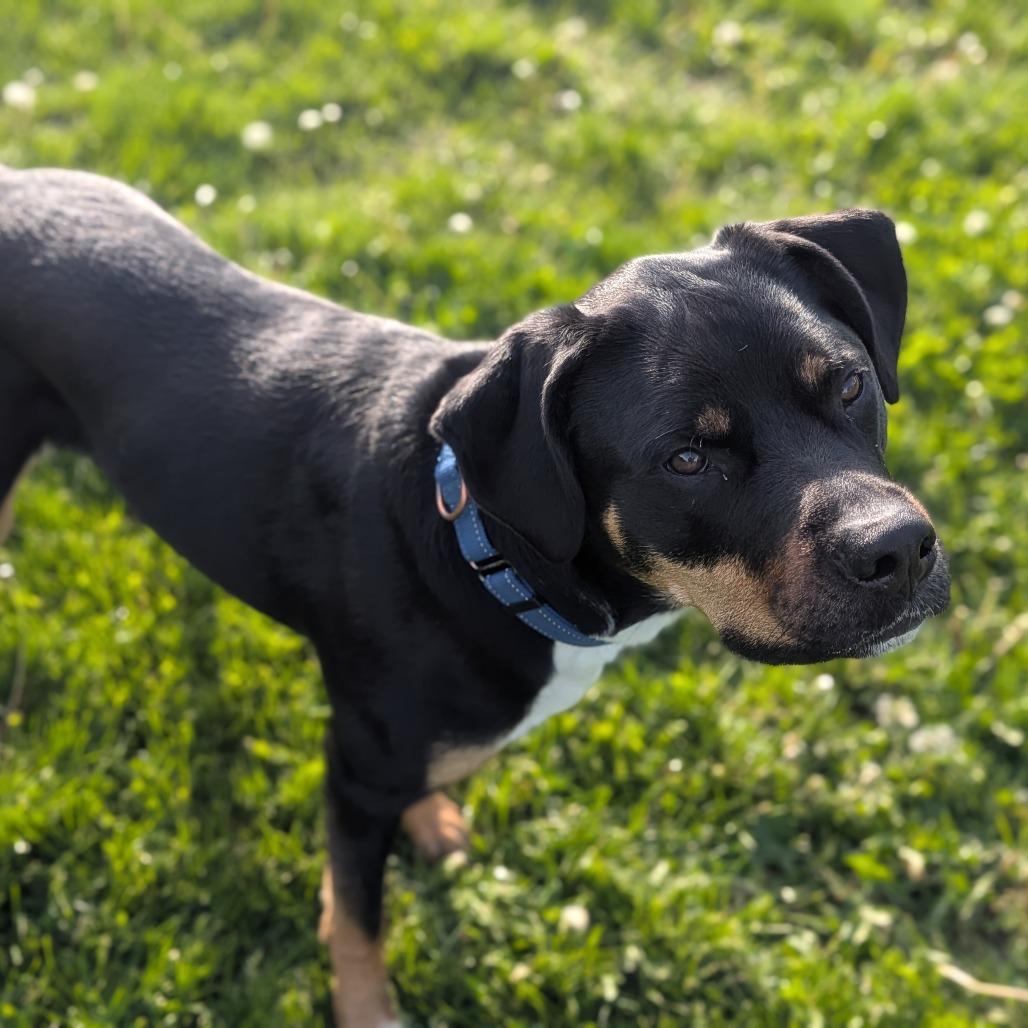 Pepper, Adoptable, Adult Female Rottweiler & Mixed Breed.