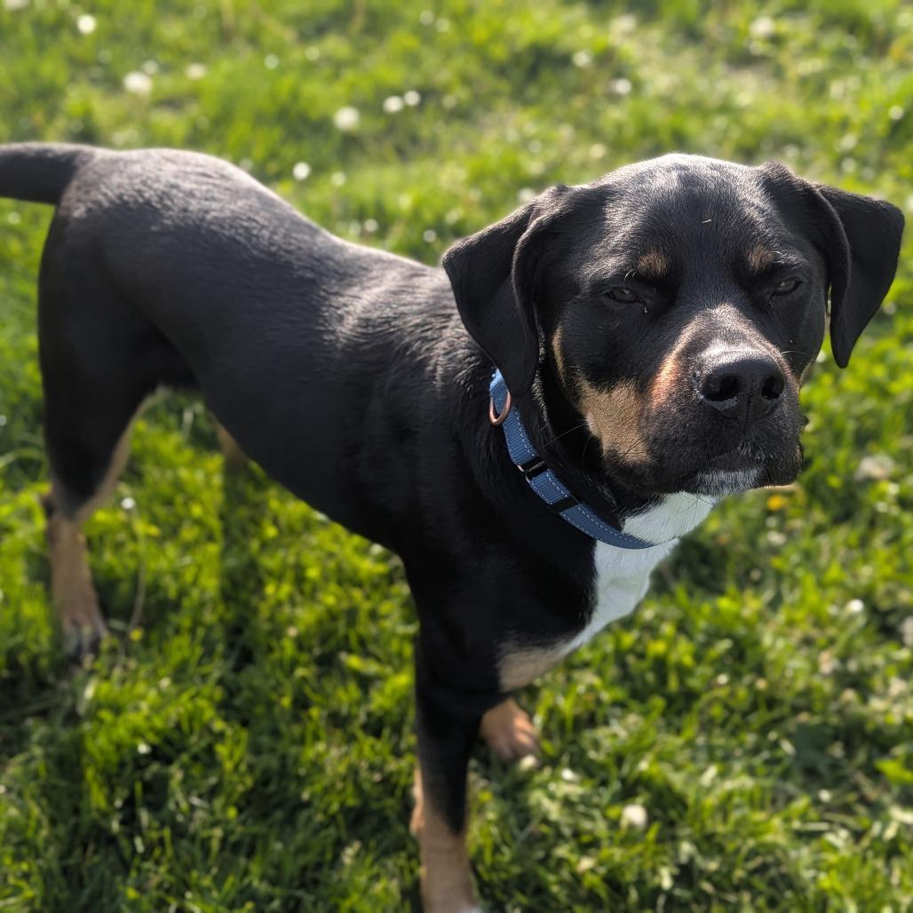 Enlarge Pepper, a Adoptable mixed breed in Prairie du Chien, WI image 2/4