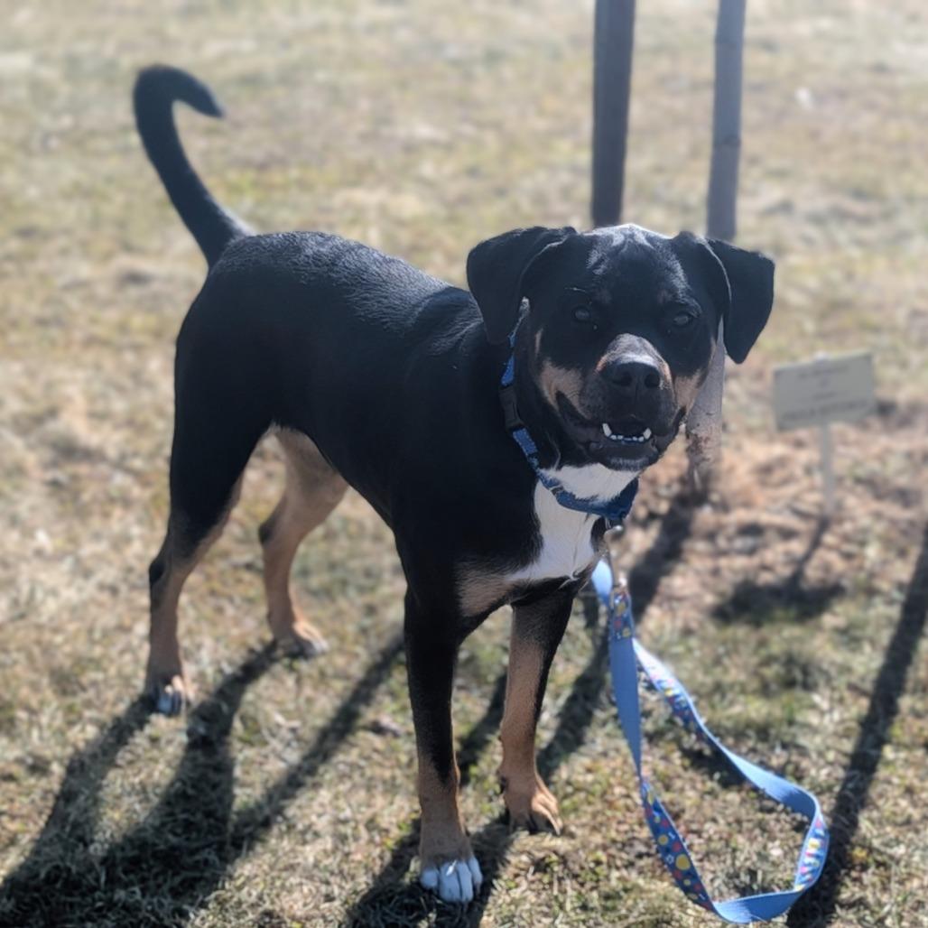 Pepper, Adoptable, Adult Female Rottweiler & Mixed Breed.