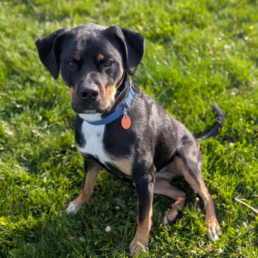Enlarge Pepper, a Adoptable mixed breed in Prairie du Chien, WI image 4/4