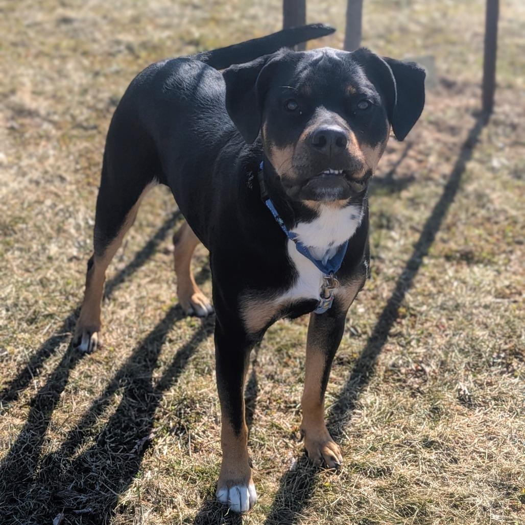 Enlarge Pepper, a Adoptable mixed breed in Prairie du Chien, WI image 2/2