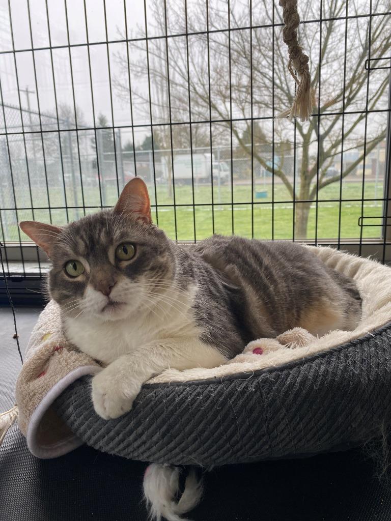Enlarge Luna, a Adoptable Tabby in Newberg, OR image 1/4