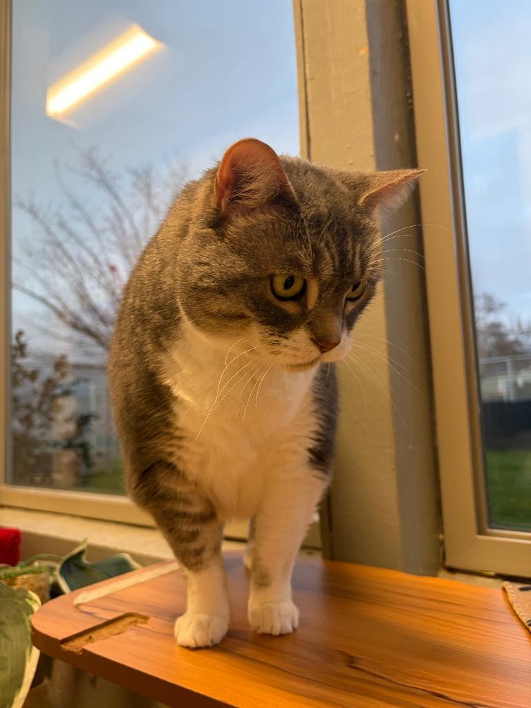 Enlarge Luna - Sponsored by Sue Richardson, a Adoptable Tabby in Newberg, OR image 1/6