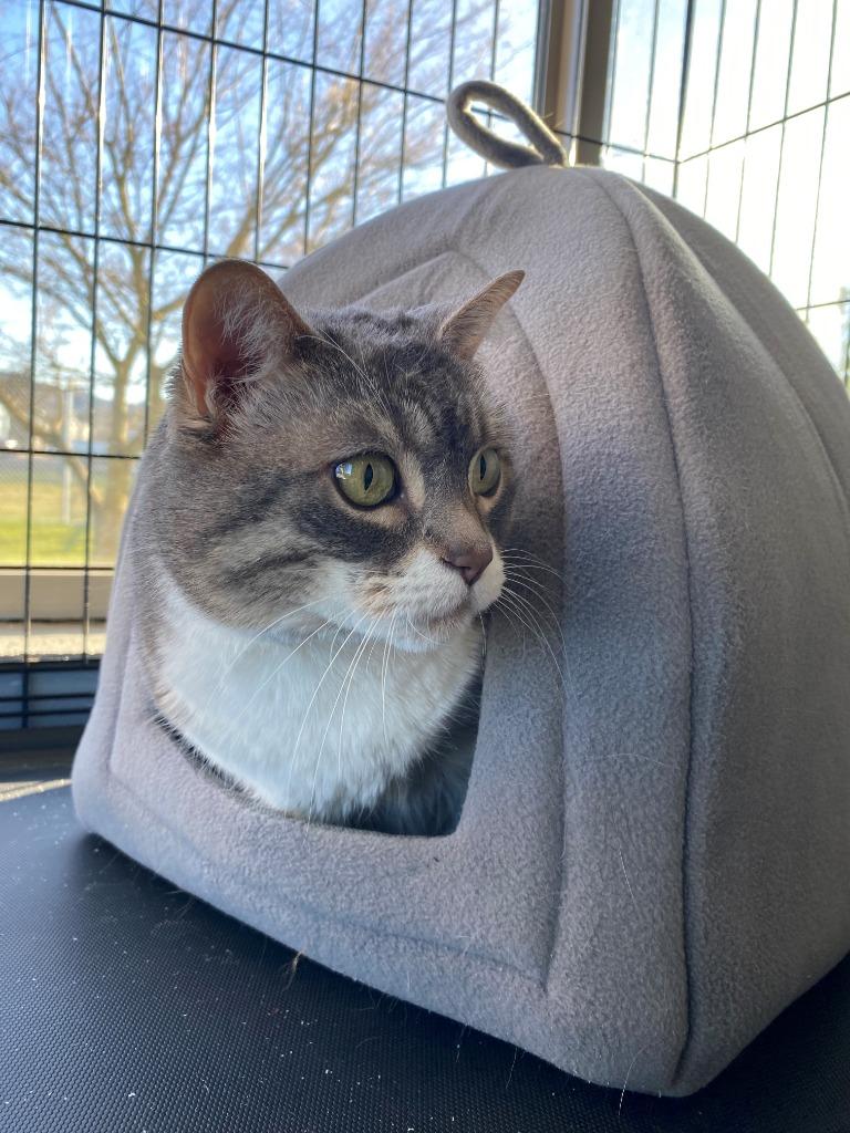 Enlarge Luna - Sponsored by Sue Richardson, a Adoptable Tabby in Newberg, OR image 4/6