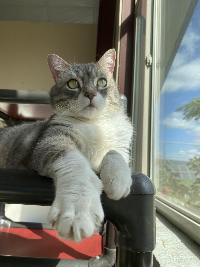 Enlarge Luna, a Adoptable Tabby in Newberg, OR image 3/4