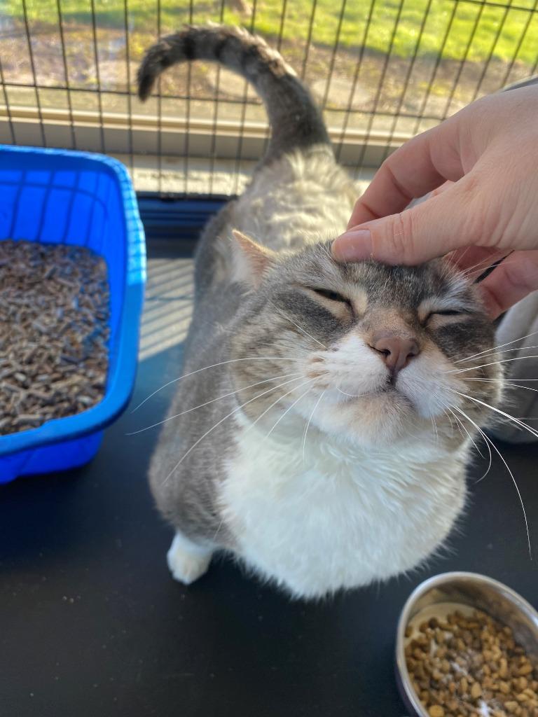 Enlarge Luna, a Adoptable Tabby in Newberg, OR image 4/4