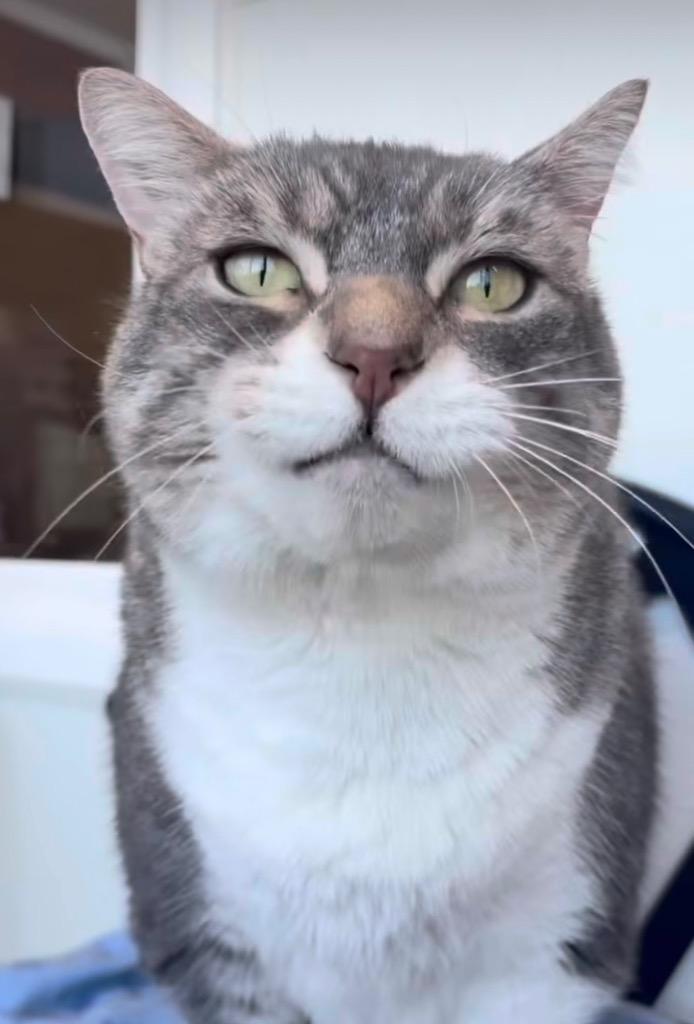 Enlarge Luna - Sponsored by Sue Richardson, a Adoptable Tabby in Newberg, OR image 6/6