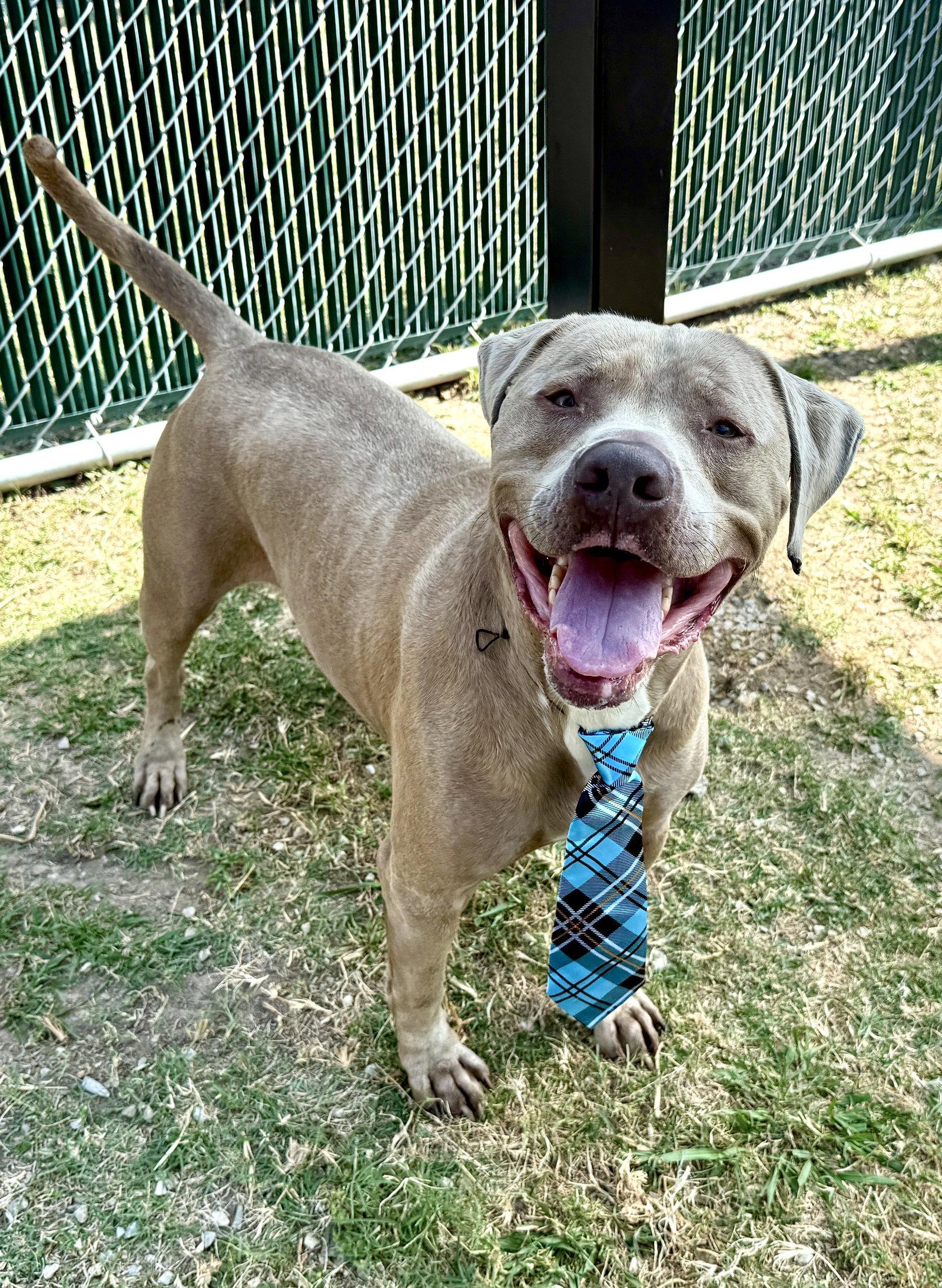 Blue, Adoptable, Adult Male American Staffordshire Terrier.