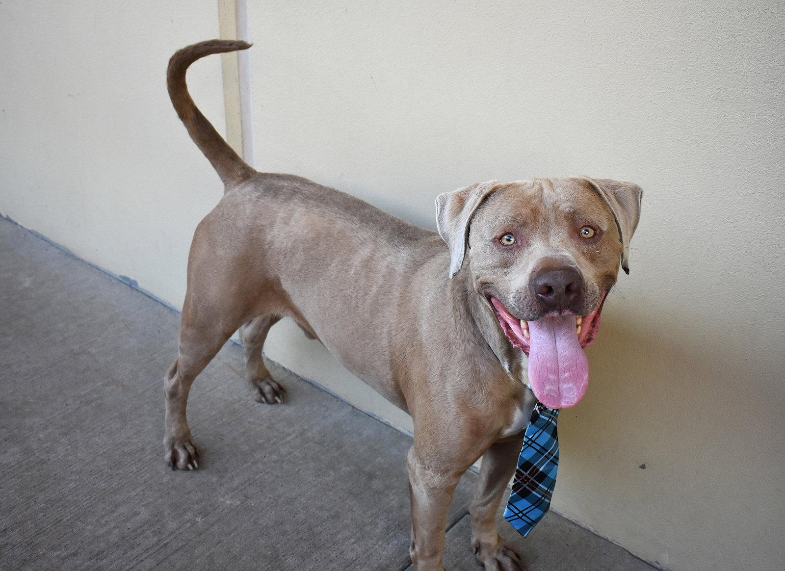 Enlarge Blue, a Adoptable American Staffordshire Terrier in McKinney, TX image 2/3