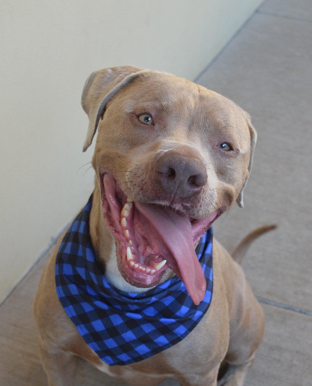 Enlarge Blue, a Adoptable American Staffordshire Terrier in McKinney, TX image 2/2