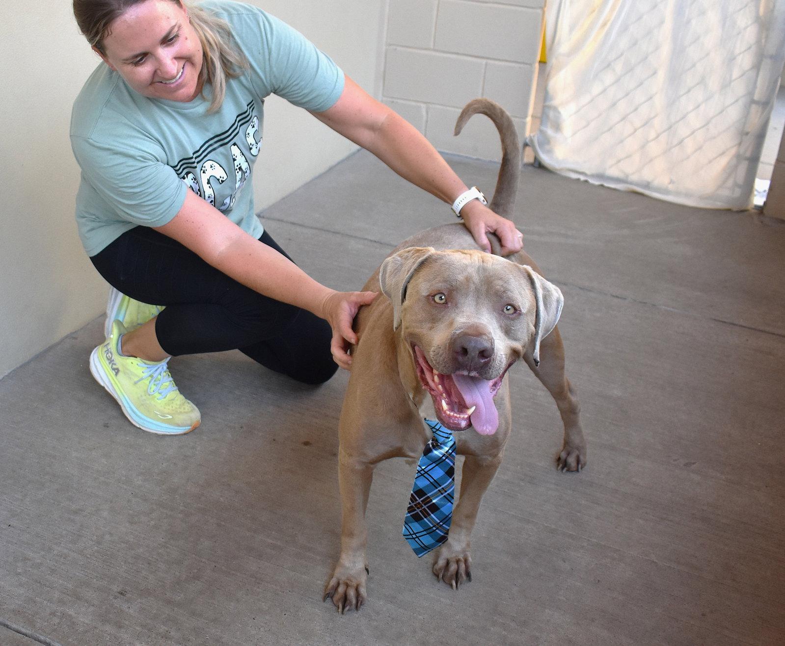 Enlarge Blue, a Adoptable American Staffordshire Terrier in McKinney, TX image 3/3