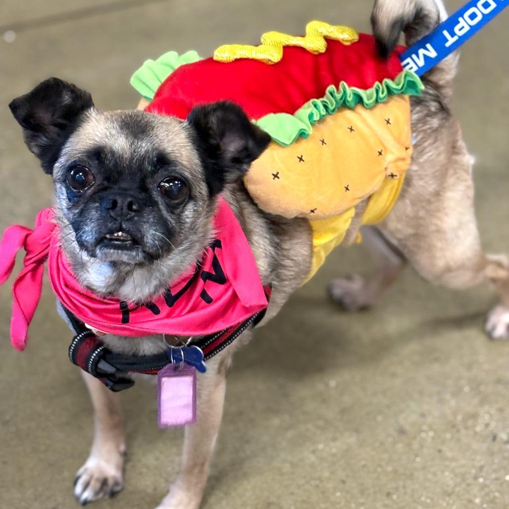 Enlarge Ladybug, a Adoptable mixed breed in Potomac, MD image 4/4