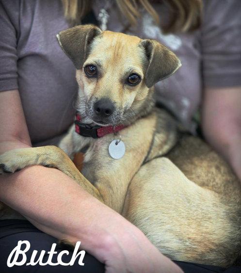 Enlarge Butch, a Adoptable mixed breed in Anaheim Hills, CA image 1/3