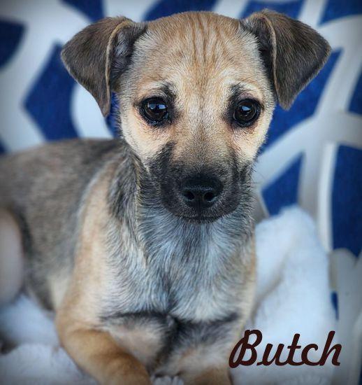 Enlarge Butch, a Adoptable Chihuahua in Anaheim Hills, CA image 1/3