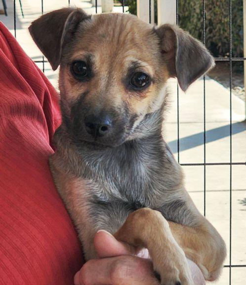 Enlarge Butch, a Adoptable Chihuahua in Anaheim Hills, CA image 2/3