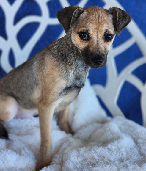 Enlarge Butch, a Adoptable Chihuahua in Anaheim Hills, CA image 3/3