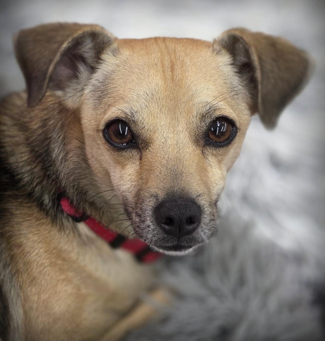 Enlarge Butch, a Adoptable mixed breed in Anaheim Hills, CA image 3/3