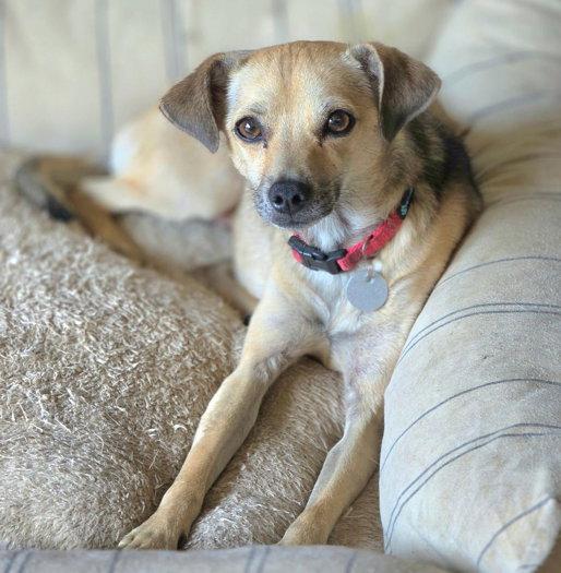 Butch, a Adoptable mixed breed in Anaheim Hills, CA image 3/3