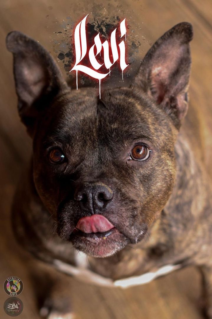 Levi, a Adoptable mixed breed in Toledo, OH image 2/2