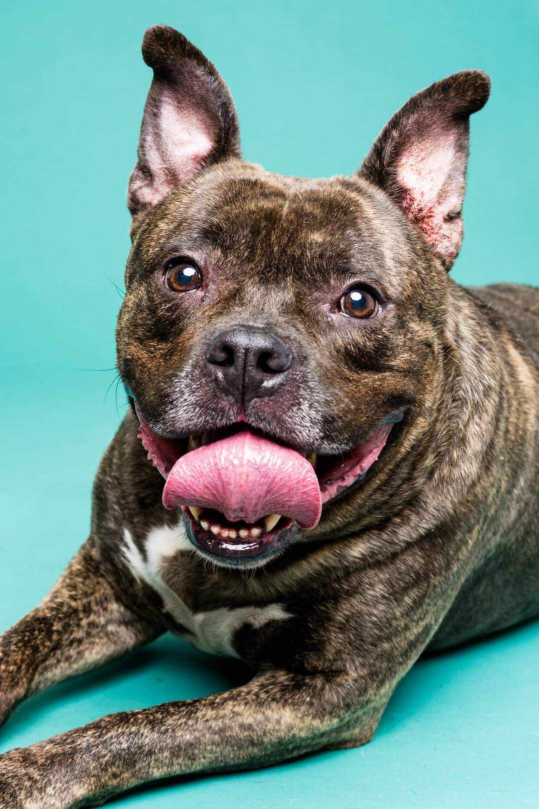 Levi, a Adoptable mixed breed in Toledo, OH image 1/2