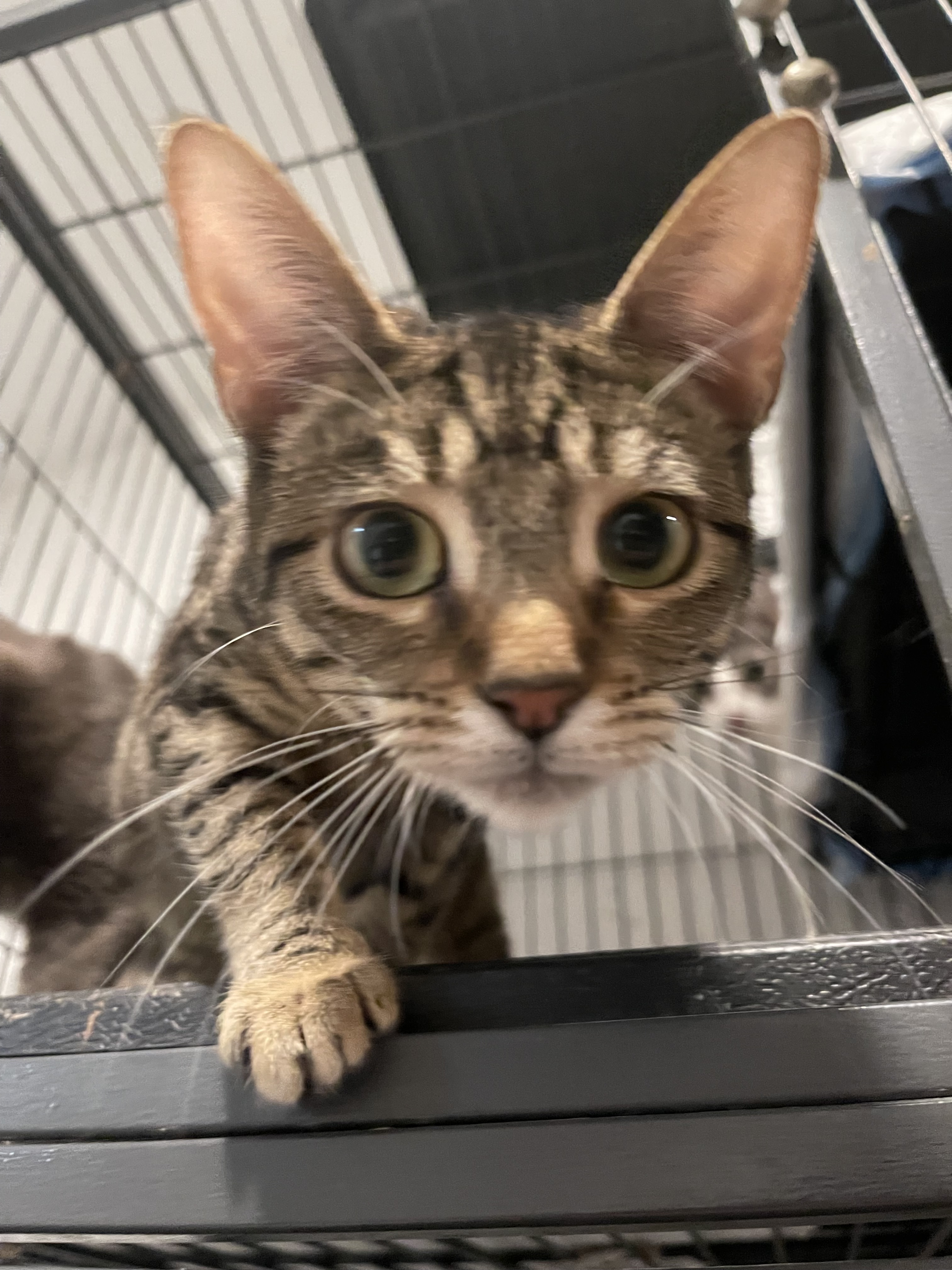 Radar, a Adoptable Domestic Short Hair in Los Angeles, CA image 2/4