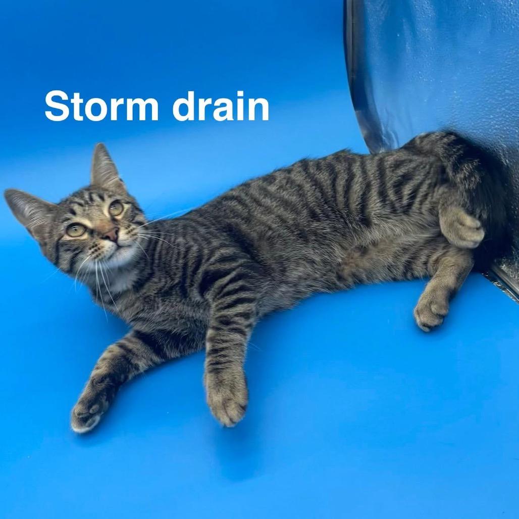 Enlarge Storm drain, a Adoptable American Shorthair in Collinsville , OK image 1/1
