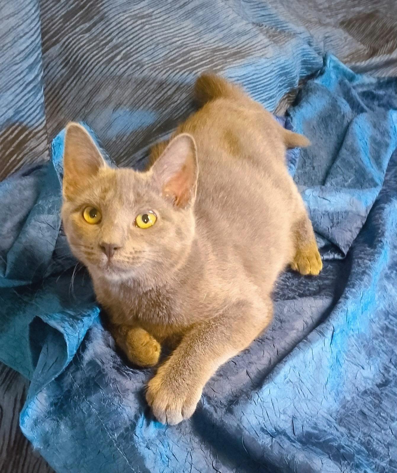Little Biscuit 744, Adoptable, Kitten Female Domestic Short Hair.