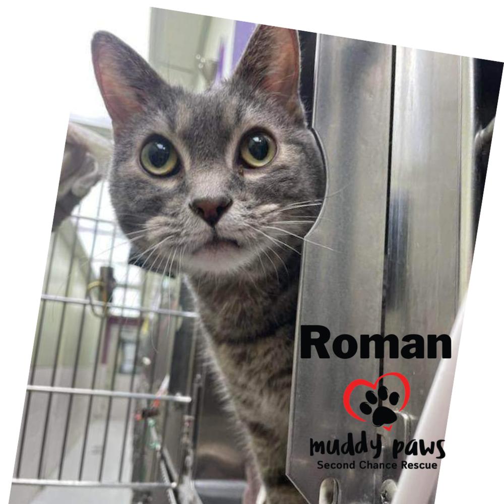 Roman, a Adoptable Domestic Short Hair in Council Bluffs, IA image 1/3