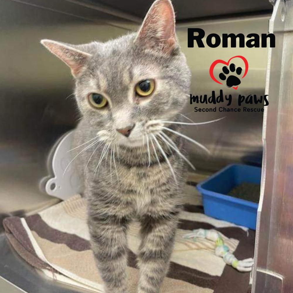 Roman, a Adoptable Domestic Short Hair in Council Bluffs, IA image 2/3