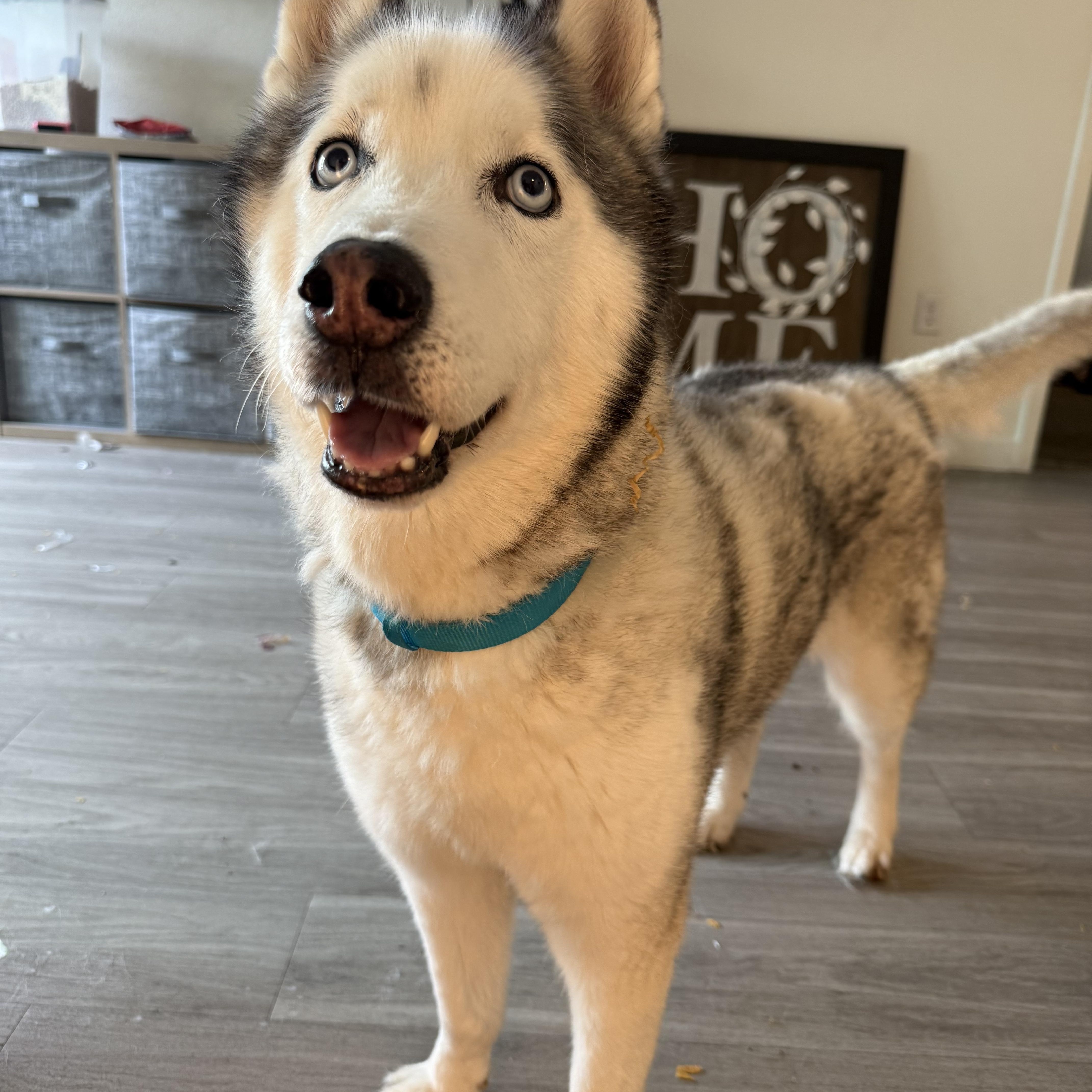 Coco, a Adoptable Siberian Husky in Menifee, CA image 2/6