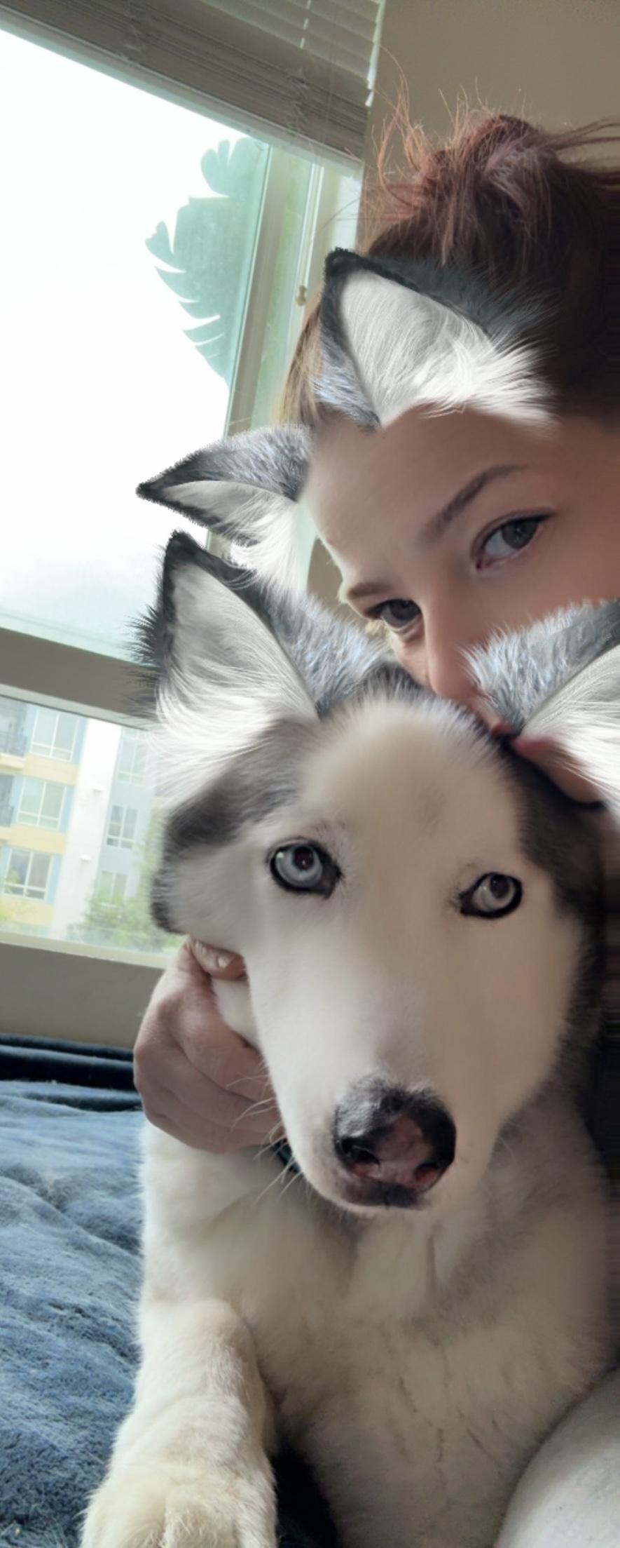 Coco, a Adoptable Siberian Husky in Menifee, CA image 4/6