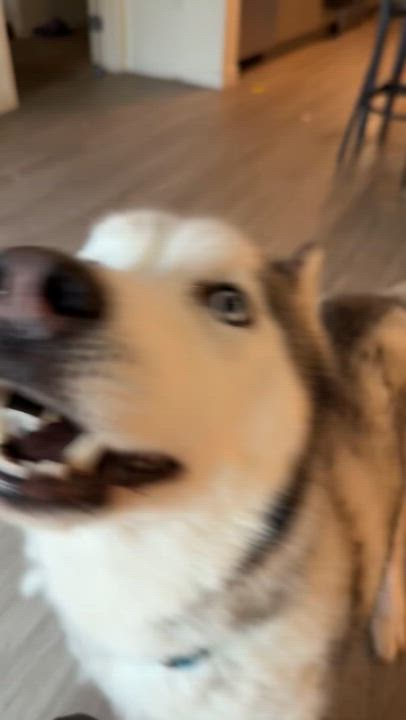 Enlarge Coco, a Adoptable Siberian Husky in Menifee, CA video 5/6