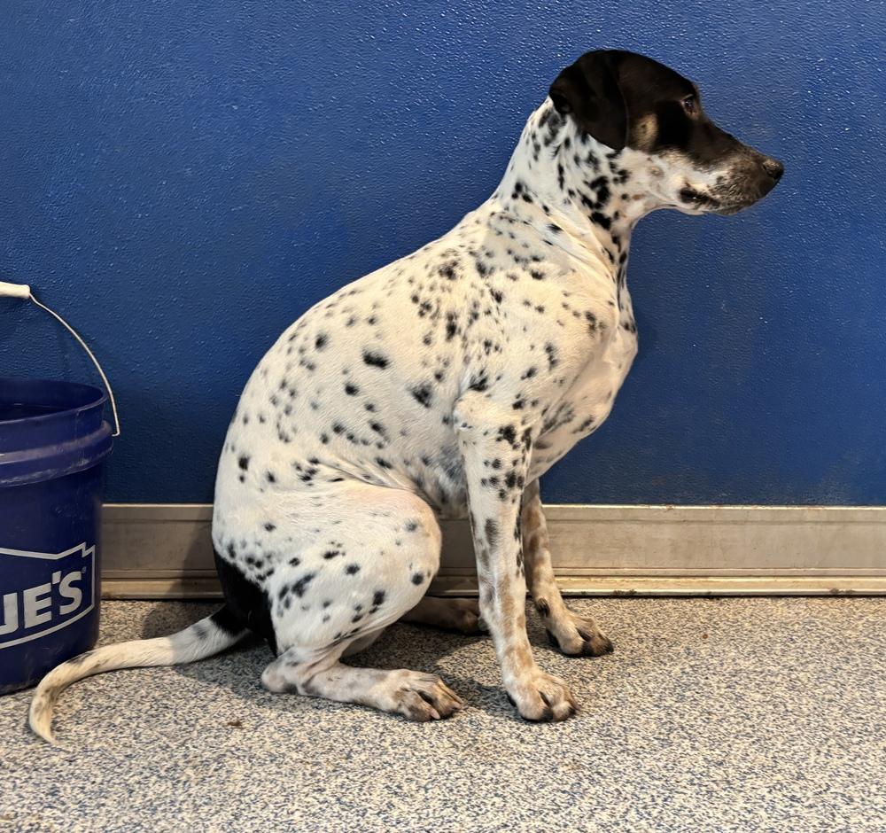Poppy, Adoptable, Adult Female Australian Cattle Dog / Blue Heeler & Rat Terrier.