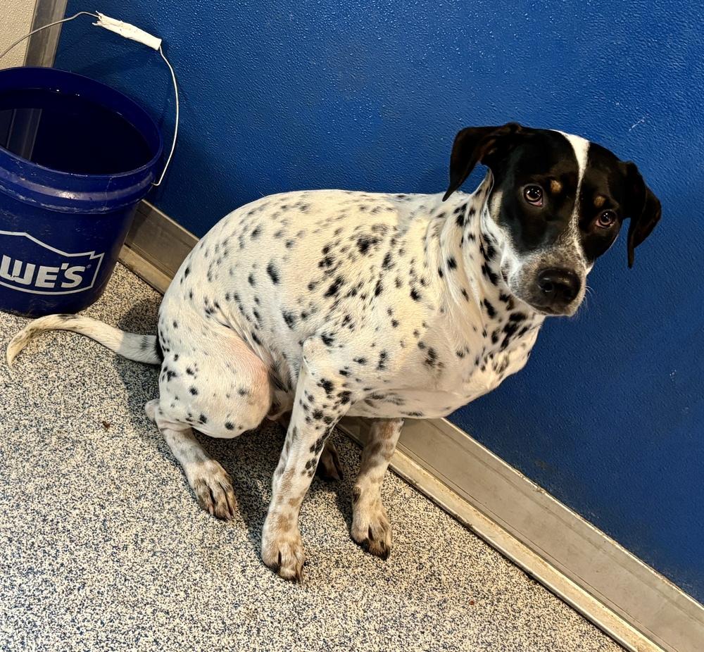 Poppy, a Adoptable mixed breed in Bartlesville, OK image 2/2