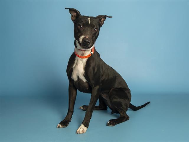 BONBON, Adoptable, Young Female Whippet & Mixed Breed.