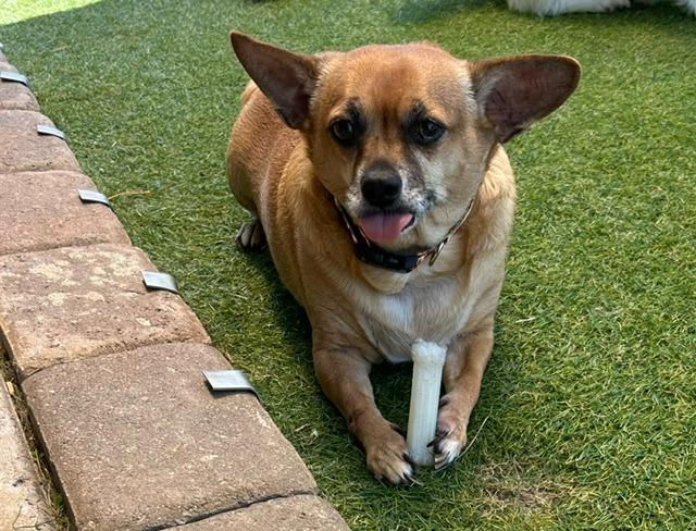 Enlarge Jasper, a Adoptable mixed breed in Manchester, TN image 1/1