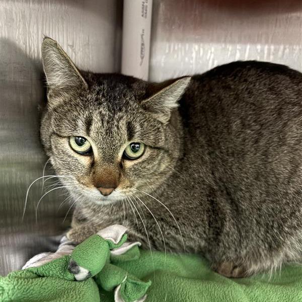 Rene, Adoptable, Adult Female Domestic Short Hair.