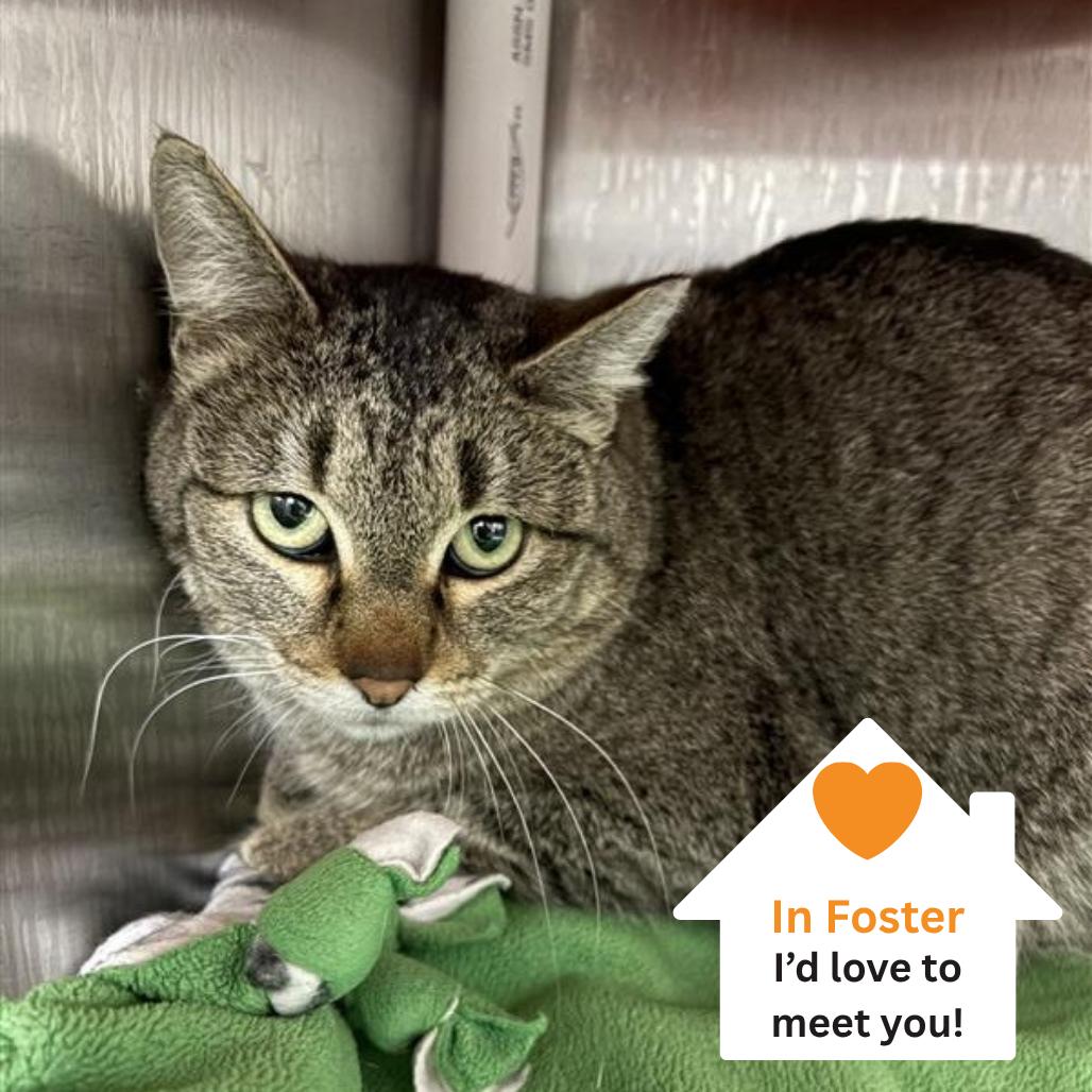 Enlarge Rene, a Adoptable Domestic Short Hair in Salt Lake City, UT image 2/2